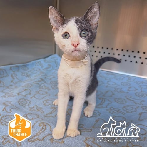 DOODLES - Domestic Short Hair available for adoption