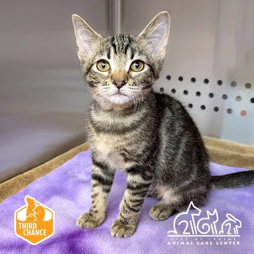 POM POM - Domestic Short Hair available for adoption