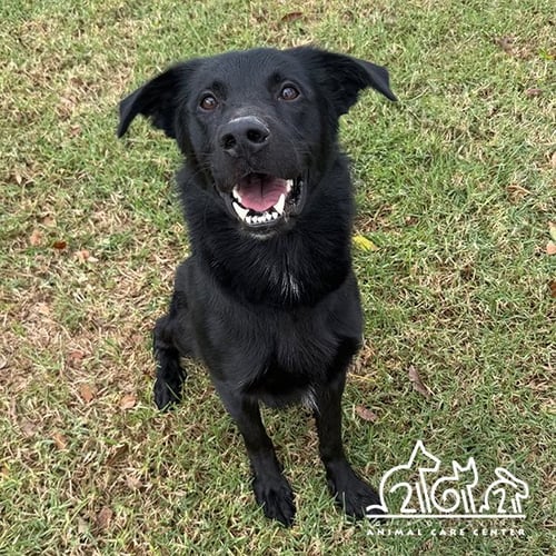 KNIGHT - German Shepherd Dog available for adoption