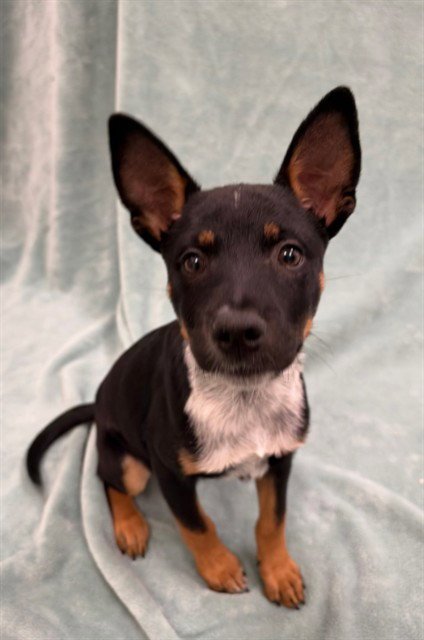 BENNIE - Queensland Heeler available for adoption