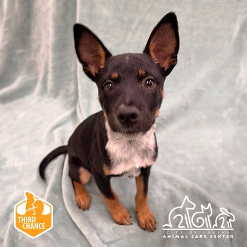 BENNIE - Queensland Heeler available for adoption