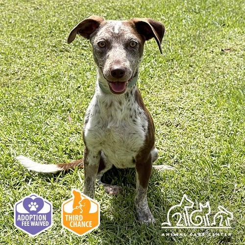 MUFFY - Pointer available for adoption