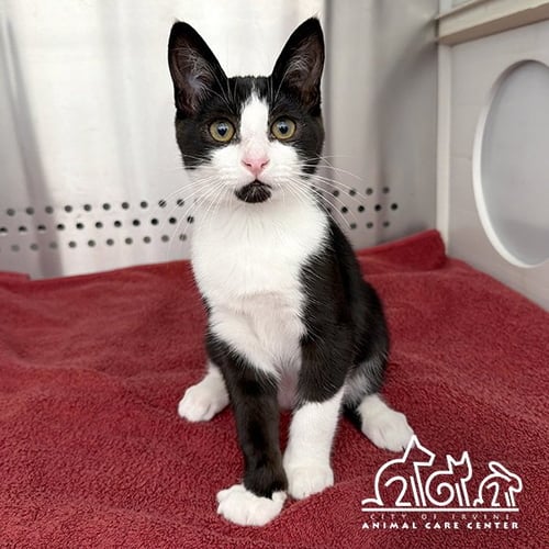 PANDA - Domestic Short Hair available for adoption