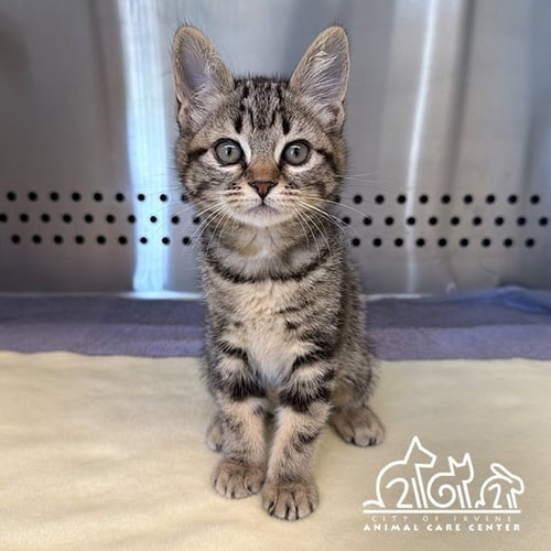 PLUTO - Domestic Short Hair available for adoption