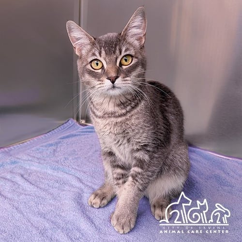 LAVENDER - Domestic Short Hair available for adoption
