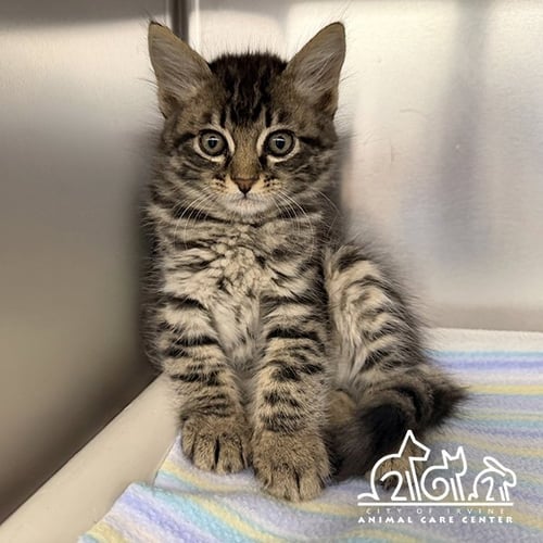MERCURY - Domestic Short Hair available for adoption