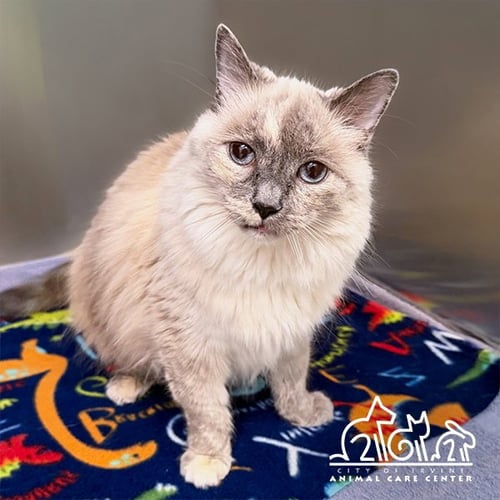 MAI - Ragdoll for adoption in Irvine
