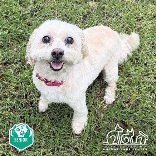 PUMPKIN - Shih Tzu available for adoption