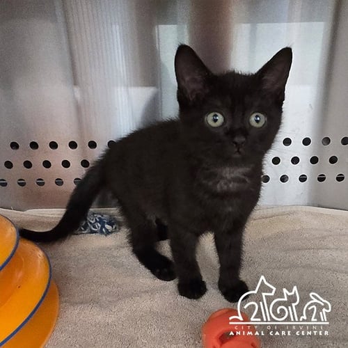 FARRAH - Domestic Short Hair available for adoption