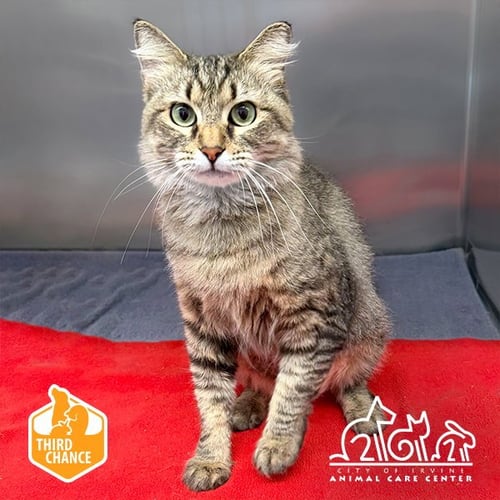 CHARLOTTE - Domestic Short Hair for adoption in Irvine