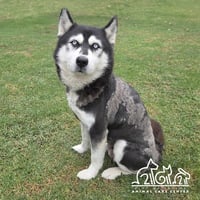 CELESTE - Photo 1