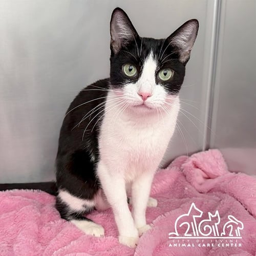 TUX - Domestic Short Hair available for adoption