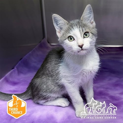 DESI - Domestic Short Hair available for adoption