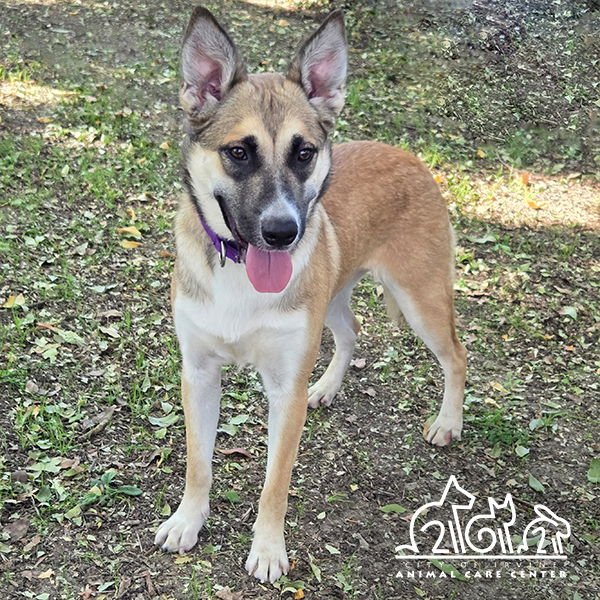 HEIDI - German Shepherd Dog available for adoption