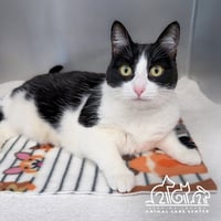 OREO - Photo 1