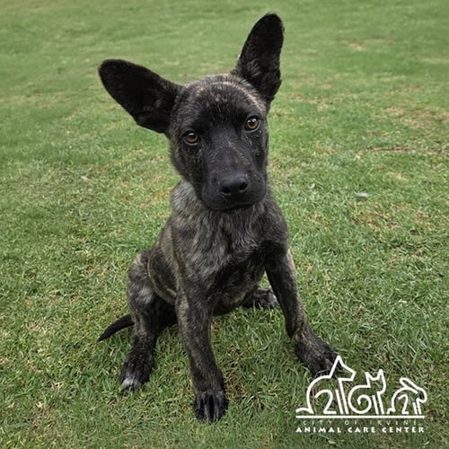 TIGER - Dutch Shepherd available for adoption
