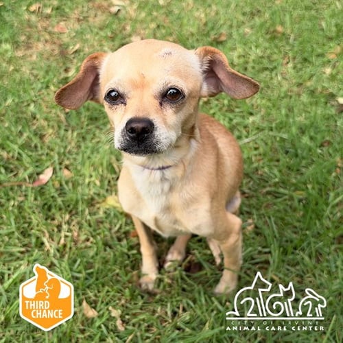 CHEERIO - Chihuahua available for adoption