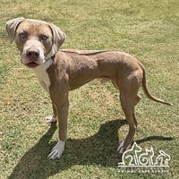BUSTER - Photo 1
