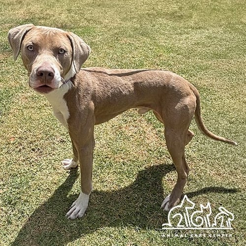 BUSTER - Pit Bull Terrier for adoption in Irvine