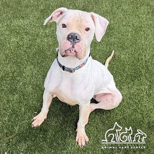 MAMA - Boxer available for adoption