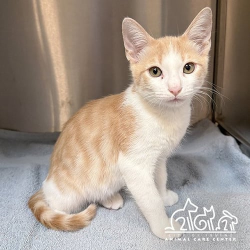 FRED - Domestic Short Hair available for adoption