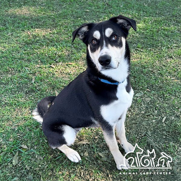 KIRA - Siberian Husky for adoption in Irvine