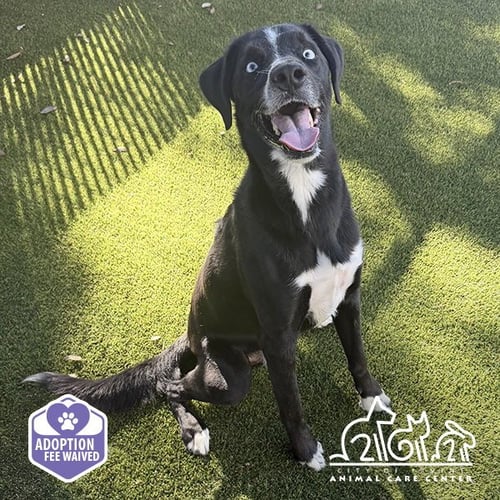 BEAU - Labrador Retriever / Siberian Husky available for adoption