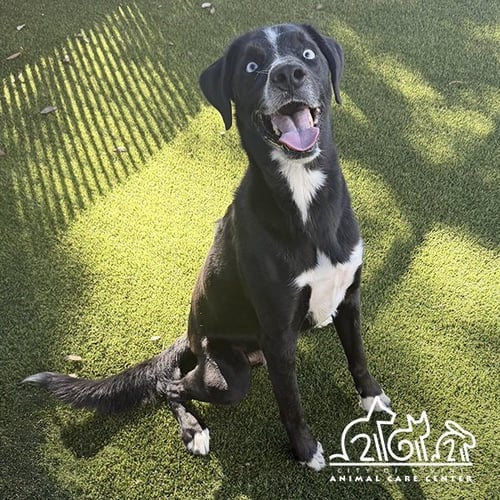 BEAU - Labrador Retriever / Siberian Husky available for adoption