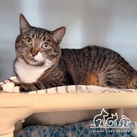MILO - Photo 1