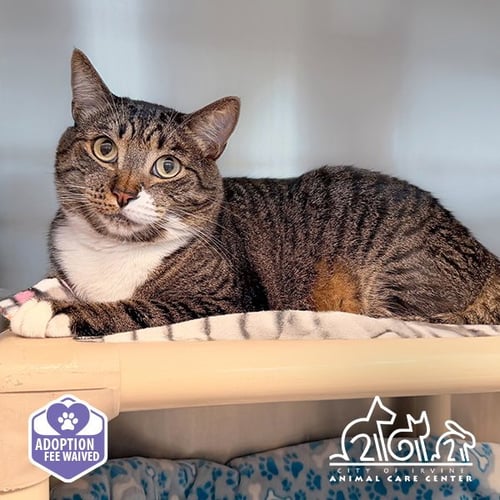 MILO - Domestic Short Hair available for adoption