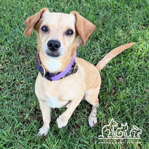 FREDDY - Chihuahua available for adoption