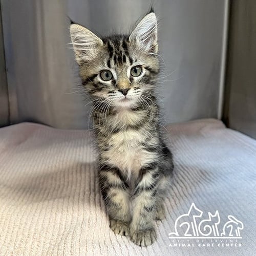AUTUMN - Domestic Short Hair available for adoption