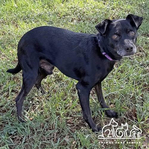 LUCKY - Terrier available for adoption