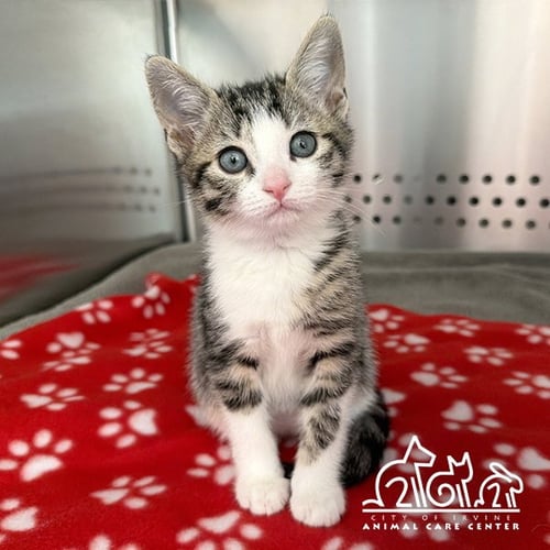 LILY - Domestic Short Hair available for adoption