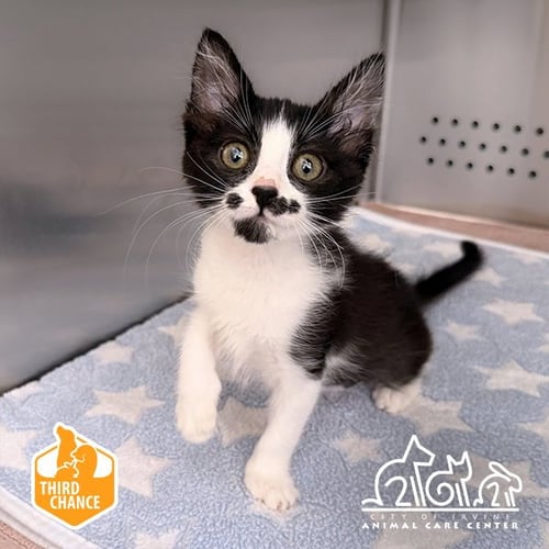 MOCHI - Domestic Short Hair available for adoption