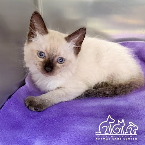 CREME - Domestic Short Hair available for adoption