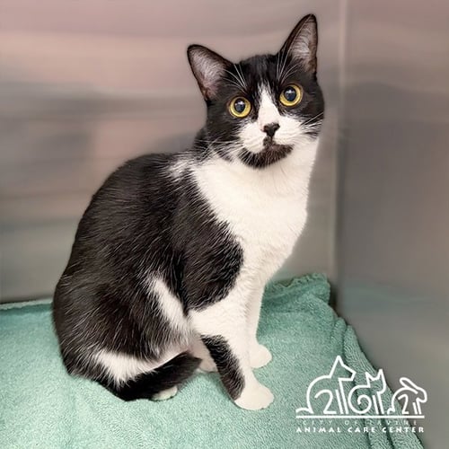 KOOKIE - Domestic Short Hair available for adoption