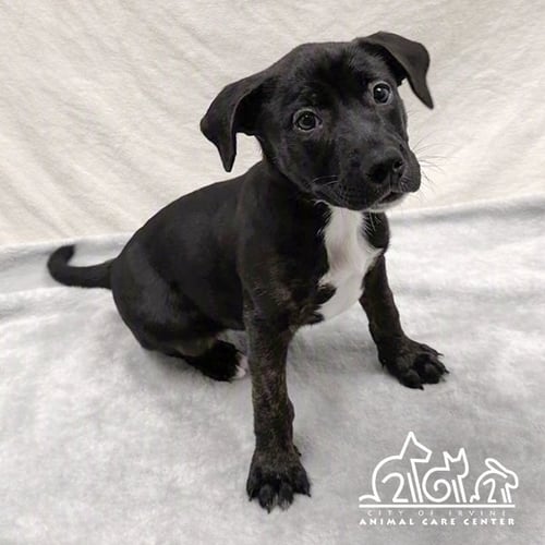 AUTUMN - Staffordshire Bull Terrier available for adoption