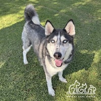 LOKI - Photo 1