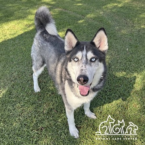 LOKI - Siberian Husky available for adoption