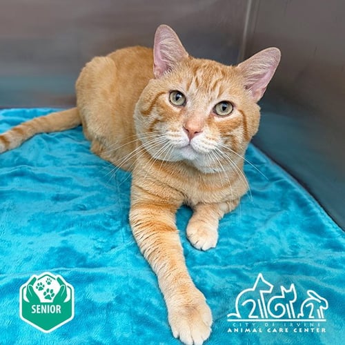 CATINO - Domestic Short Hair available for adoption