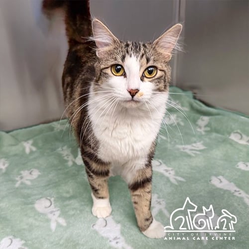 FIFA - Domestic Short Hair available for adoption
