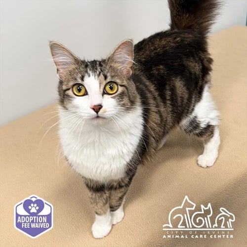 FIFA - Domestic Short Hair available for adoption