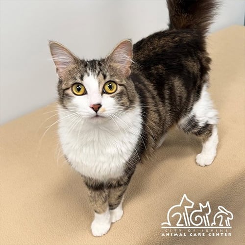 FIFA - Domestic Short Hair available for adoption