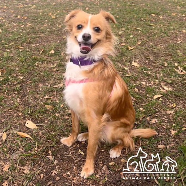 MILO - Chihuahua available for adoption