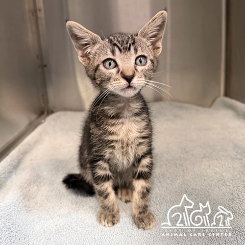 HERMAN - Domestic Short Hair available for adoption