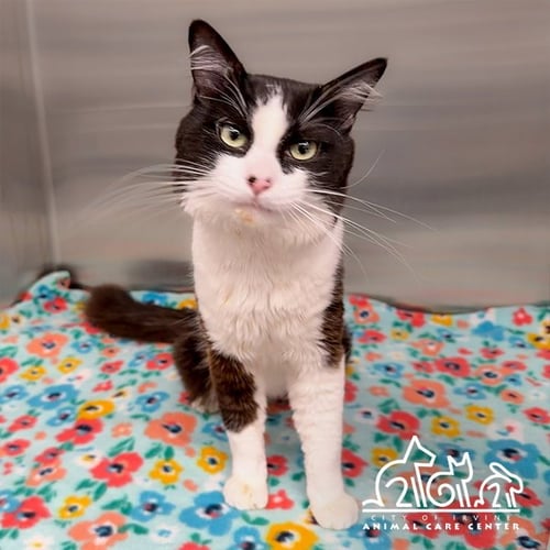 PUMA - Domestic Short Hair available for adoption