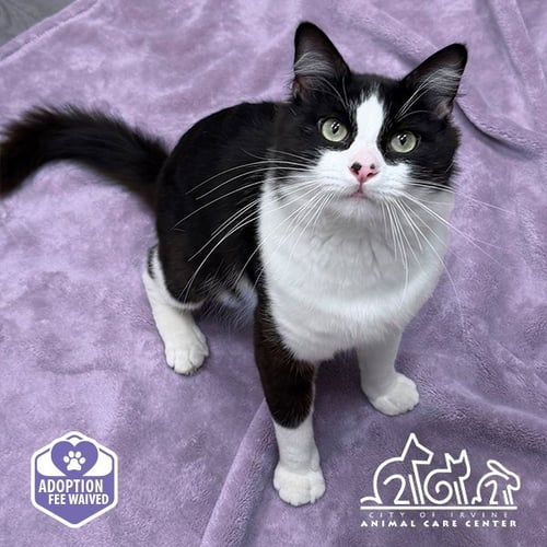 PUMA - Domestic Short Hair available for adoption