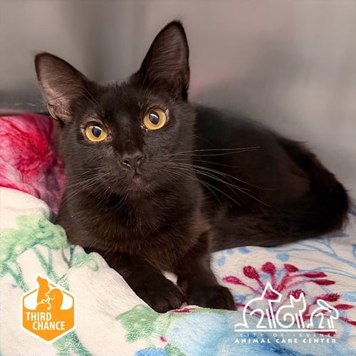 DOROTHY - Domestic Short Hair for adoption in Irvine