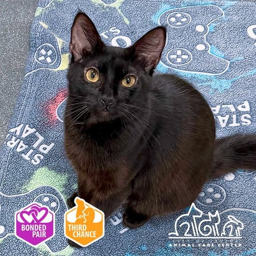 DOROTHY - Domestic Short Hair for adoption in Irvine